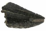 Serrated, Allosaurus Tooth - Bone Cabin Quarry, Wyoming #163396-1